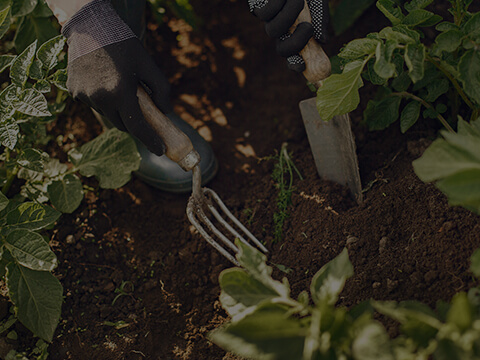 Greenhouses